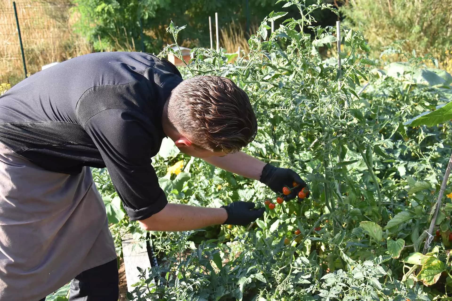 Tomates Potager Rse